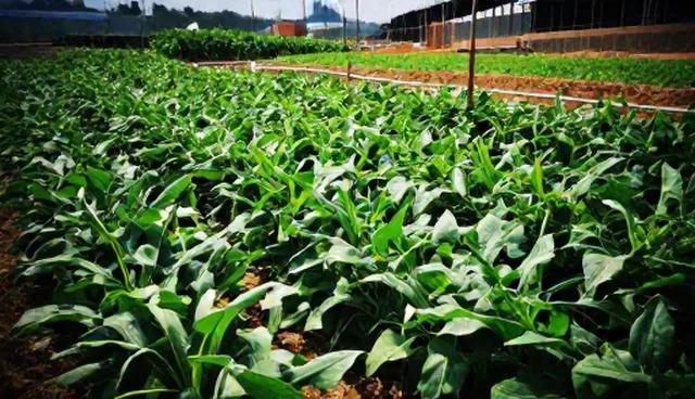 农业咨询服务:有机种植技术包的渠道供货策略分析